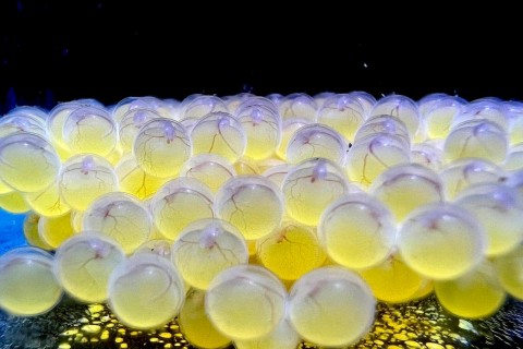 Bioparque alcança a 100ª espécie reproduzida e se consolida como o maior banco genético vivo de água doce