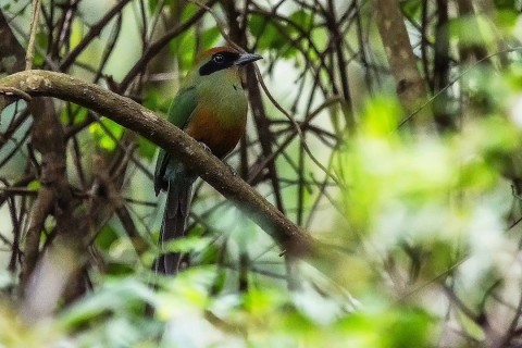 Juruva é instituída ave símbolo da Mata Atlântica em MS e fortalece agenda de conservação e aviturismo