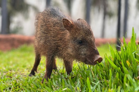 Conheça Flora, fêmea de cateto que não pode voltar à natureza e encontrou no Bioparque Pantanal um novo lar